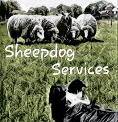 Logo Sheepdog Services